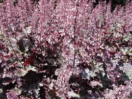 Image result for Heuchera `Palace Purple`