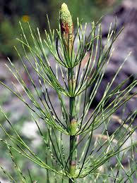 Attēlu rezultāti vaicājumam “Equisetum telmateia”