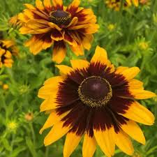 Image result for Rudbeckia