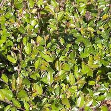 Attēlu rezultāti vaicājumam “Cotoneaster divaricatus fruit”