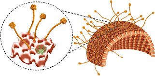 Attēlu rezultāti vaicājumam “Enteridium corticatum spores”