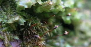 Attēlu rezultāti vaicājumam “Lophozia incisa”