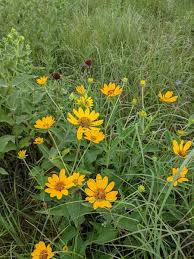 Image result for Heliopsis scabra