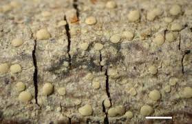 Attēlu rezultāti vaicājumam “Chaenotheca laevigata”