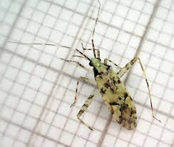 Attēlu rezultāti vaicājumam “Phytocoris tiliae imago”