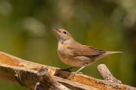 Attēlu rezultāti vaicājumam “Sylvia borin”