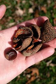 Attēlu rezultāti vaicājumam “Aesculus flava fruit”