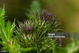 Attēlu rezultāti vaicājumam “Carduus crispus”