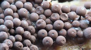 Attēlu rezultāti vaicājumam “Enerthenema papillatum macro”