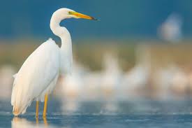 Attēlu rezultāti vaicājumam “Egretta alba”