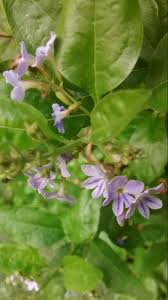 Attēlu rezultāti vaicājumam “Claytonia sibirica flower”