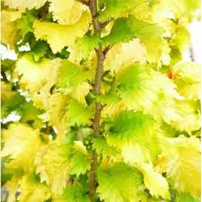 Attēlu rezultāti vaicājumam “Ulmus x hollandica leaf”