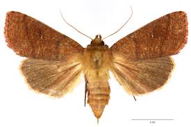 Attēlu rezultāti vaicājumam “Mythimna turca”