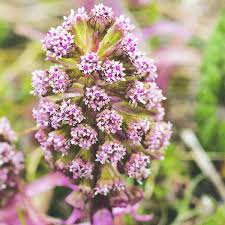 Attēlu rezultāti vaicājumam “Petasites hybridus flower”