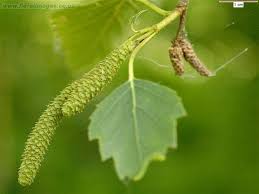 Attēlu rezultāti vaicājumam “Betula pubescens”