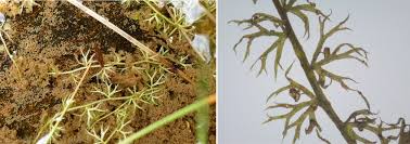 Attēlu rezultāti vaicājumam “Utricularia minor leaf”
