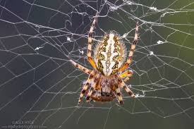 Attēlu rezultāti vaicājumam “Aculepeira ceropegia”