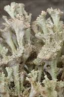 Attēlu rezultāti vaicājumam “Cladonia phyllophora”