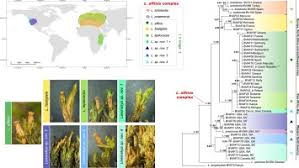 Attēlu rezultāti vaicājumam “Orthotrichum affine var. affine sporophyte”