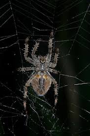 Attēlu rezultāti vaicājumam “Araneidae”