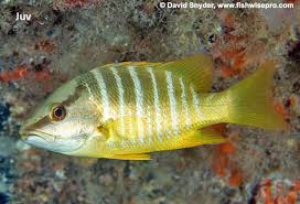 Image result for Lutjanus apodus