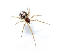 Attēlu rezultāti vaicājumam “Steatoda grossa”
