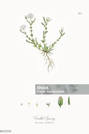 Attēlu rezultāti vaicājumam “Sagina nodosa”