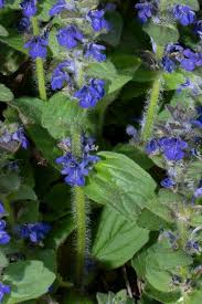 Attēlu rezultāti vaicājumam “Ajuga genevensis”