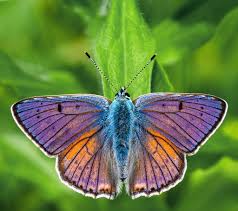 Attēlu rezultāti vaicājumam “Lycaena alciphron”