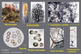Attēlu rezultāti vaicājumam “Stemonitopsis amoena spores”