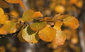 Attēlu rezultāti vaicājumam “Betula pubescens”