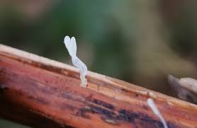 Attēlu rezultāti vaicājumam “Leiocolea heterocolpos”