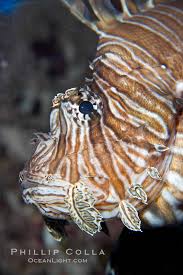 Image result for Pterois miles