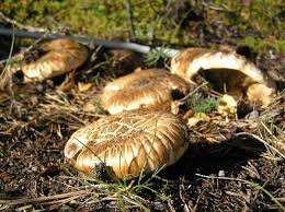 Attēlu rezultāti vaicājumam “Trichia flavicoma macro”