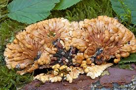 Attēlu rezultāti vaicājumam “Hypocreopsis lichenoides”