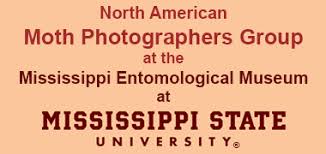 Attēlu rezultāti vaicājumam “Ancylis myrtillana”