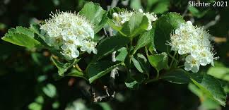 Attēlu rezultāti vaicājumam “Crataegus submollis flower”