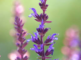 Attēlu rezultāti vaicājumam “Salvia nemorosa leaf”