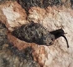 Attēlu rezultāti vaicājumam “Amaurochaete fusiformis”