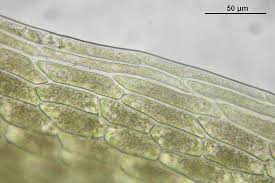 Attēlu rezultāti vaicājumam “Bryum weigelii”