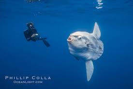 Image result for Mola mola