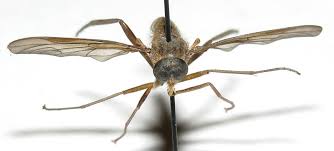 Attēlu rezultāti vaicājumam “Rhagionidae”