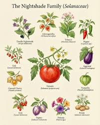 Attēlu rezultāti vaicājumam “Solanaceae”