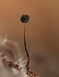 Attēlu rezultāti vaicājumam “Barbeyella minutissima”