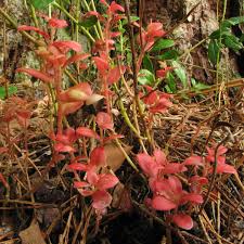 Attēlu rezultāti vaicājumam “Exobasidiales”