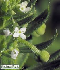 Attēlu rezultāti vaicājumam “Galium schultesii leaf”
