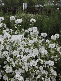 Image result for Malva moschata alba