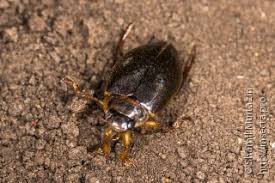 Attēlu rezultāti vaicājumam “Colymbetes striatus”