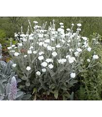 Image result for Lychnis coronaria alba