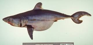 Image result for Lamna nasus